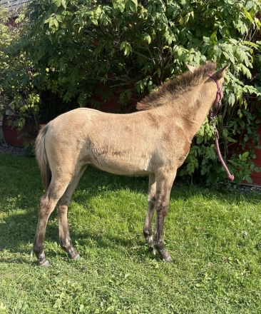 HorseID: 2277269 Kleina from Thistlefinch - PhotoID: 1056727