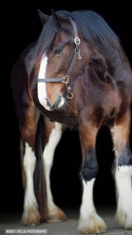 Classics Mister Dutton, Bay Clydesdale Gelding, Gorgeous young ...