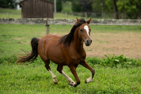 HorseID: 2278148 Warwick Hills Beach Bunny - PhotoID: 1051978