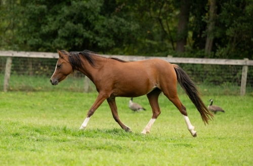 HorseID: 2278148 Warwick Hills Beach Bunny - PhotoID: 1051980