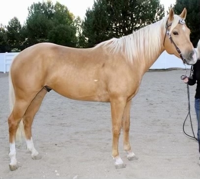 HorseID: 2278771 Darker Shade of Pale - PhotoID: 1053401