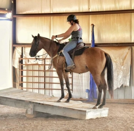 HorseID: 2278869 Miss Blackburntoast - PhotoID: 1055476