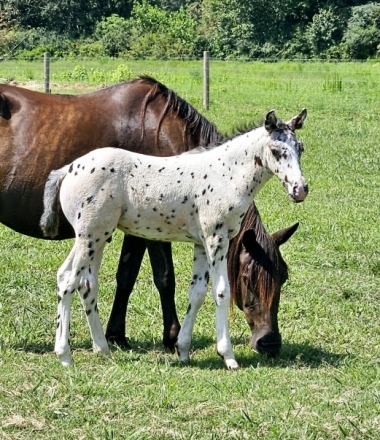 HorseID: 2279102 Perfect Leopard Foundation Colt - PhotoID: 1053213