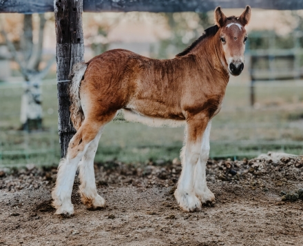 HorseID: 2279320 PFR Courtsey of the red white and berry - PhotoID: 1053539