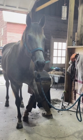 HorseID: 2280116 AQHA Jack Dee on Ice - PhotoID: 1054611