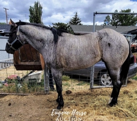 HorseID: 2280463 Hancocks Blu Opal *Price reduced* - PhotoID: 1055945