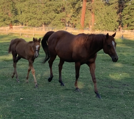 HorseID: 2280552 Bransons Red Daisy - PhotoID: 1055962