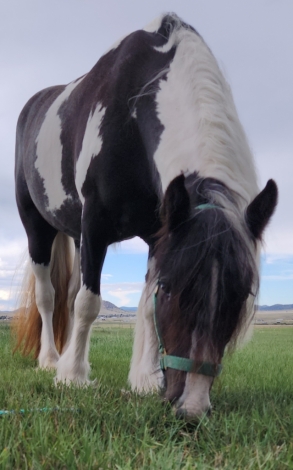 HorseID: 2280562 Enchantress of Wales - PhotoID: 1055805