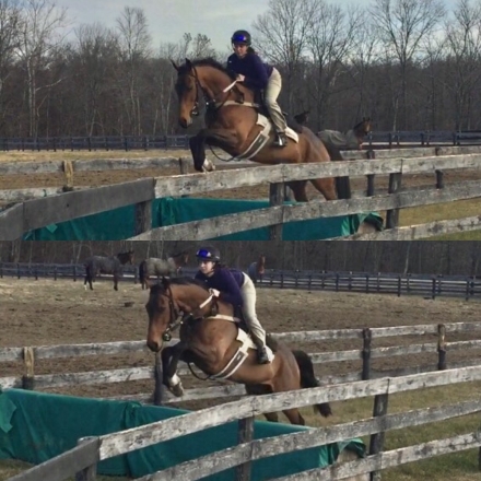 HorseID: 2280778 Amateur Friendly Fox Hunter and All Around Gelding - PhotoID: 1055470