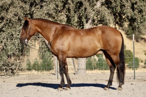 HorseID: 2280813 Brazo LHR - PhotoID: 1055570