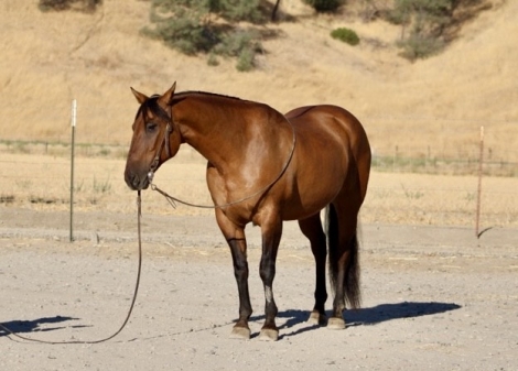 HorseID: 2280813 Brazo LHR - PhotoID: 1055572