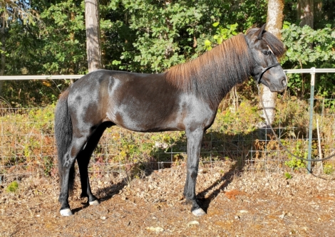 HorseID: 2280818 Árvakur from Silvercreek Icelandics - PhotoID: 1056423