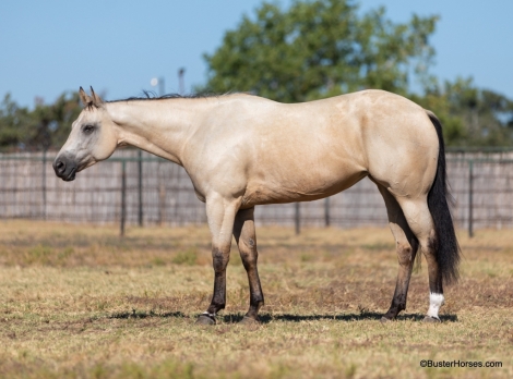 HorseID: 2280820 Doc Tiny Dancer - PhotoID: 1055586