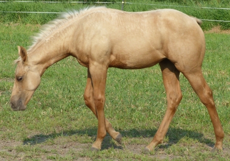 HorseID: 2280835 Honeysuckle - PhotoID: 1055539