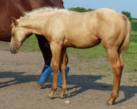 HorseID: 2280835 Honeysuckle - PhotoID: 1055541