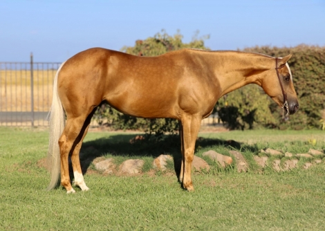 HorseID: 2280836 Cheddar KW - PhotoID: 1055578