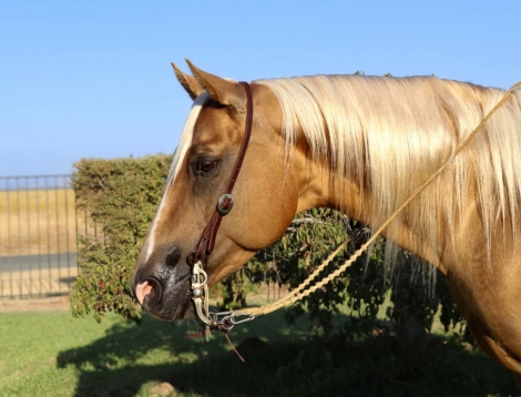 HorseID: 2280836 Cheddar KW - PhotoID: 1055579