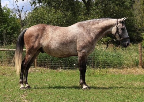 HorseID: 2280837 Valentino ES - PhotoID: 1055598