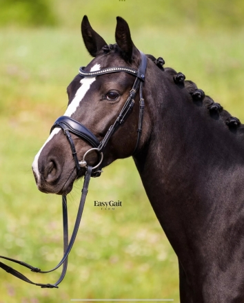 HorseID: 2280838 Nolibri EGF - PhotoID: 1055544