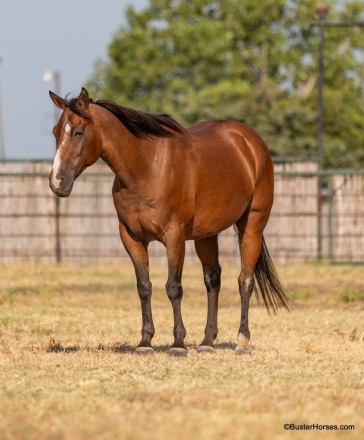 HorseID: 2280857 RWS Galo Del Trafico - PhotoID: 1055615