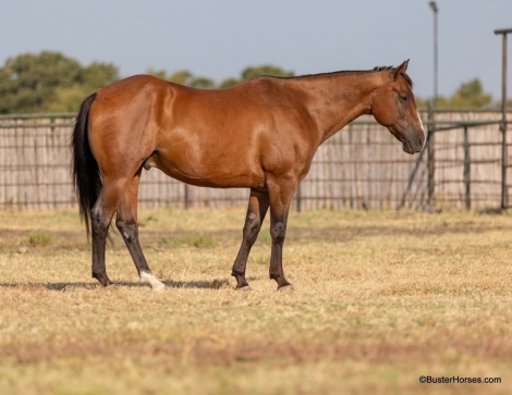 HorseID: 2280857 RWS Galo Del Trafico - PhotoID: 1055616