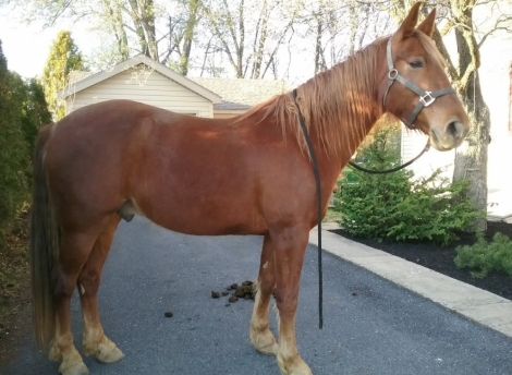 HorseID: 2280858 Chester - PhotoID: 1055618