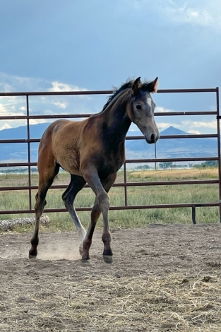 HorseID: 2280861 2024 Andalusian Cross Filly - PhotoID: 1056024