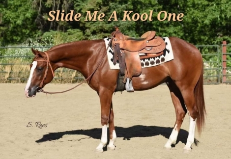 HorseID: 2280879 SLIDE ME A KOOL ONE - PhotoID: 1055647