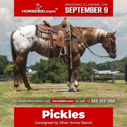 HorseID: 2280894 Pickle Spot - PhotoID: 1055712