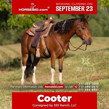 HorseID: 2280899 Cooter - PhotoID: 1055720