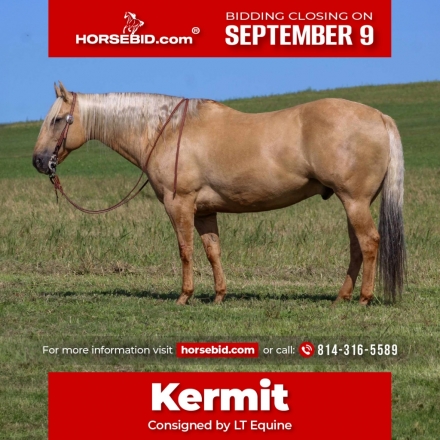 HorseID: 2280901 Kermit - PhotoID: 1055704