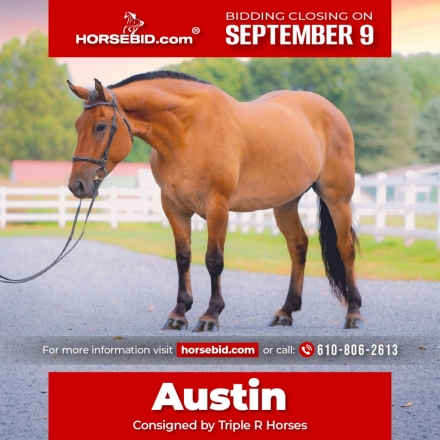 HorseID: 2280905 Austin - PhotoID: 1055692