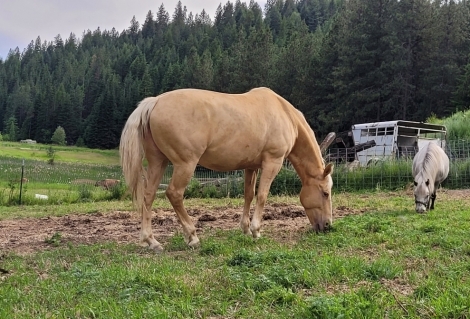 HorseID: 2280934 Honey - PhotoID: 1055737