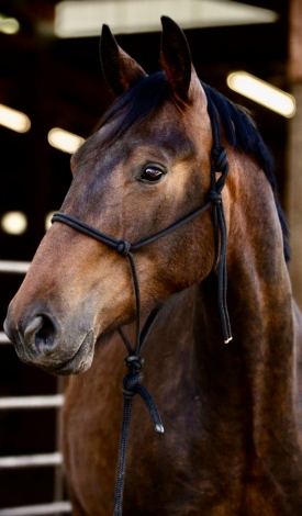 HorseID: 2280937 Bell Tower Welterweight - PhotoID: 1055745