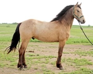 HorseID: 2280969 MM Maverick - PhotoID: 1055790