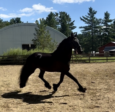 HorseID: 2280980 Gwen (Guinevere Van Het Gossett) - PhotoID: 1055836