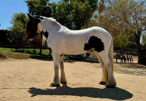 HorseID: 2281010 COTTONS HEAVENLY HAZEL - PhotoID: 1055840