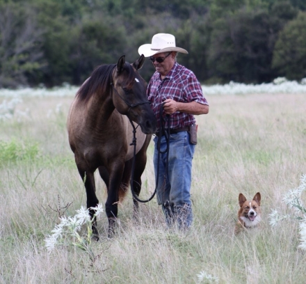 HorseID: 2281031 AJM ZIPSILVER SCRIP - PhotoID: 1055858