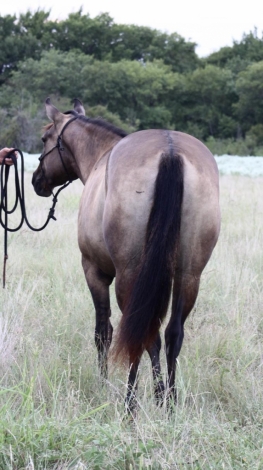 HorseID: 2281031 AJM ZIPSILVER SCRIP - PhotoID: 1055860