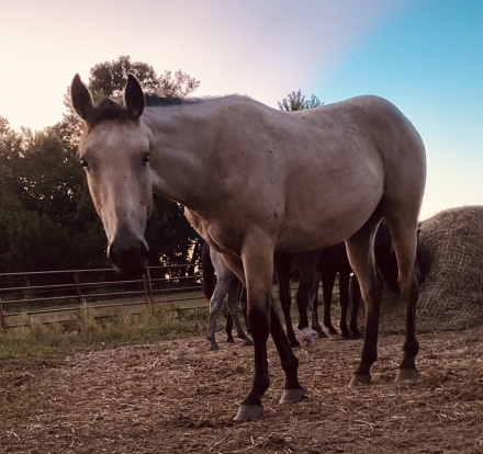 HorseID: 2281034 LVR Prairie Flower - PhotoID: 1055862