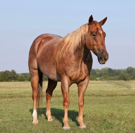 HorseID: 2281042 FOUR W CHEX - PhotoID: 1055876