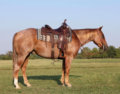 HorseID: 2281042 FOUR W CHEX - PhotoID: 1055877