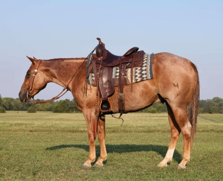 HorseID: 2281042 FOUR W CHEX - PhotoID: 1055878