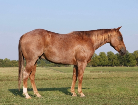 HorseID: 2281042 FOUR W CHEX - PhotoID: 1055879