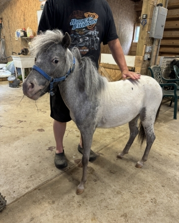 HorseID: 2281044 OWA Falabella Heza Keeper - PhotoID: 1055890