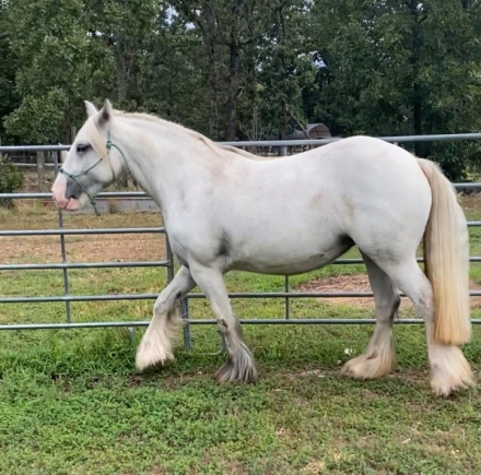 HorseID: 2281046 Triple R Ranch’s Mystic Storm - PhotoID: 1055892