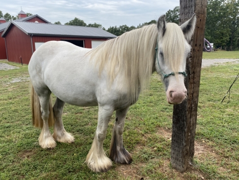 HorseID: 2281046 Triple R Ranch’s Mystic Storm - PhotoID: 1055893