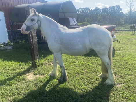 HorseID: 2281046 Triple R Ranch’s Mystic Storm - PhotoID: 1055895