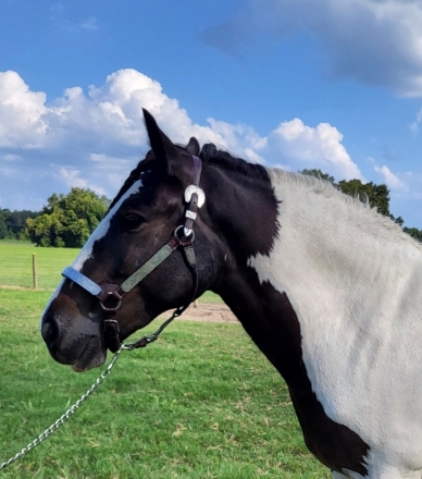 HorseID: 2281071 Sanibel's Lady Moira of Tinker's Grace - PhotoID: 1055919