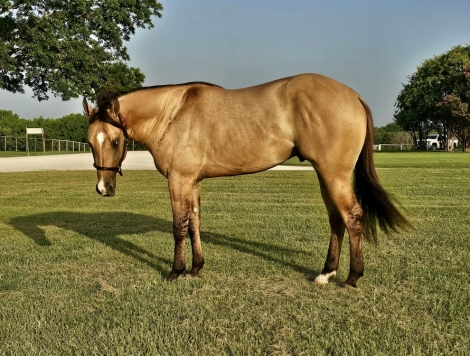 HorseID: 2281104 Smoke These Chex - PhotoID: 1055950